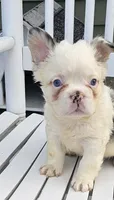 Tina, a female French Bulldog for sale in Manito, IL – 1 of 6