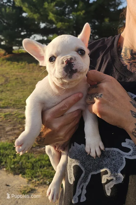 Davie – French Bulldog puppy for sale in Manito, IL