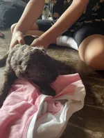 Missy , a female Goldendoodle for sale in Glasgow, KY – 2 of 2