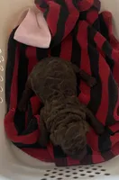 Naomi, a female Goldendoodle for sale in Glasgow, KY – Photo 2 of 4