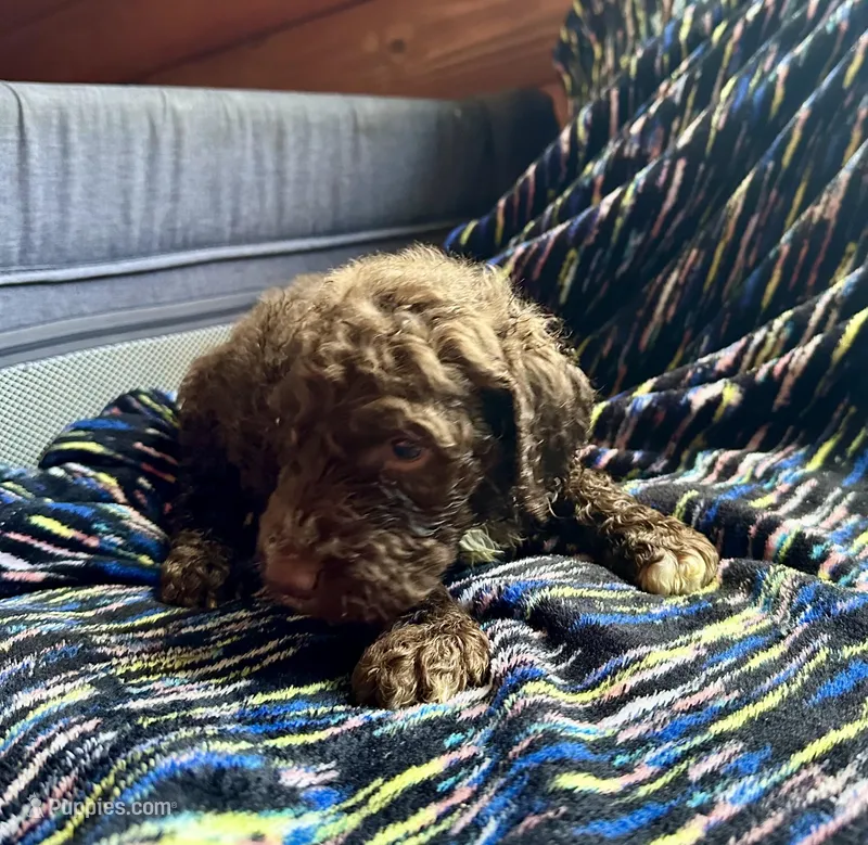 Naomi – Goldendoodle puppy for sale in Glasgow, KY
