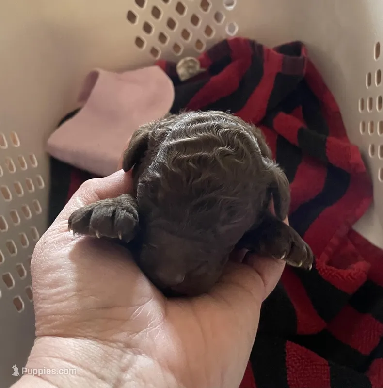 Naomi – Goldendoodle puppy for sale in Glasgow, KY