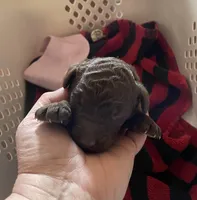 Naomi, a female Goldendoodle for sale in Glasgow, KY – Photo 1 of 4