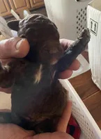 Naomi, a female Goldendoodle for sale in Glasgow, KY – Photo 3 of 4