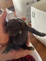 Naomi, a female Goldendoodle for sale in Glasgow, KY – Photo 4 of 4