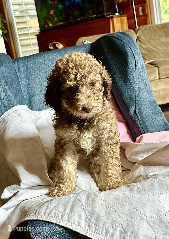 Henry – Goldendoodle puppy for sale in Glasgow, KY