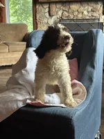 Nathan, a male Goldendoodle for sale in Glasgow, KY – 3 of 10