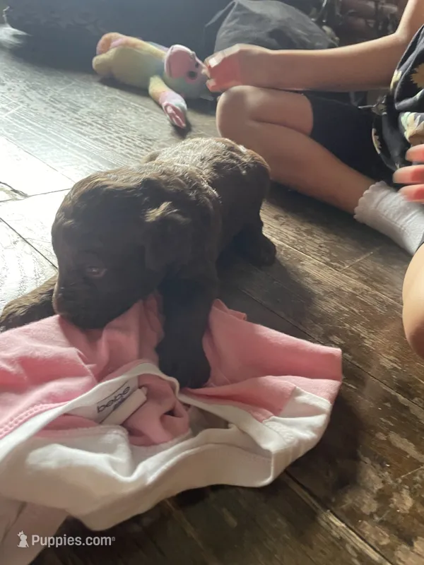 Missy  – Goldendoodle puppy for sale in Glasgow, KY