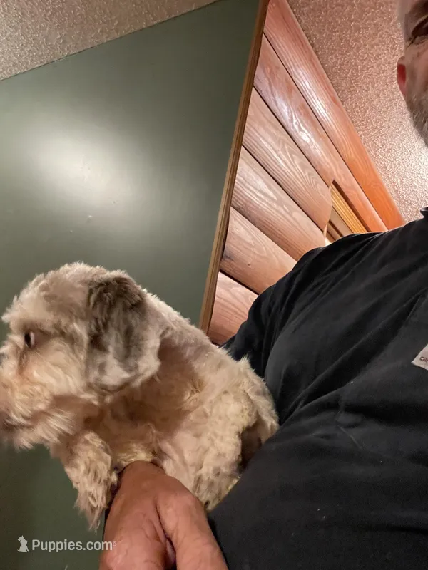 Sasha – Shih Tzu, Poodle - Miniature  puppy for sale in Glasgow, KY