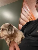 Sasha, a female Shih Tzu and Poodle - Miniature  for sale in Glasgow, KY – Photo 1 of 4