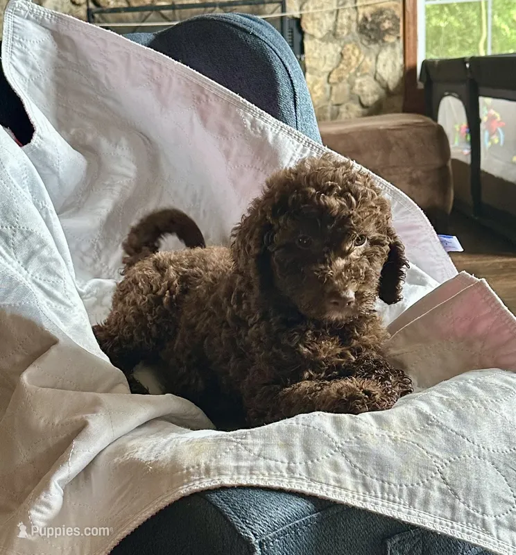 Nome – Goldendoodle puppy for sale in Glasgow, KY