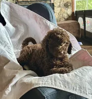 Nome, a male Goldendoodle for sale in Glasgow, KY – 1 of 9