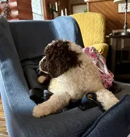 Nancy, a female Goldendoodle for sale in Glasgow, KY – 6 of 10