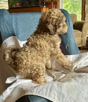 Henry, a male Goldendoodle for sale in Glasgow, KY – 7 of 7