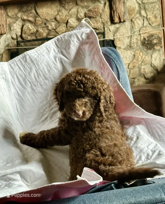 Noah  – Goldendoodle puppy for sale in Glasgow, KY