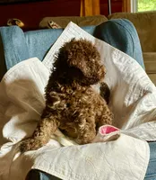 Hazel, a female Goldendoodle for sale in Glasgow, KY – 2 of 7
