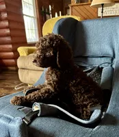 Nome, a male Goldendoodle for sale in Glasgow, KY – 6 of 9