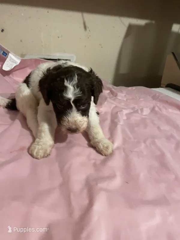 Marrisa – Goldendoodle puppy for sale in Glasgow, KY