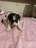 Marrisa, a female Goldendoodle for sale in Glasgow, KY – 1 of 5