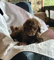 Nome, a male Goldendoodle for sale in Glasgow, KY – 2 of 9
