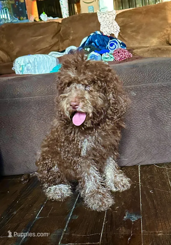 Naome – Goldendoodle puppy for sale in Glasgow, KY