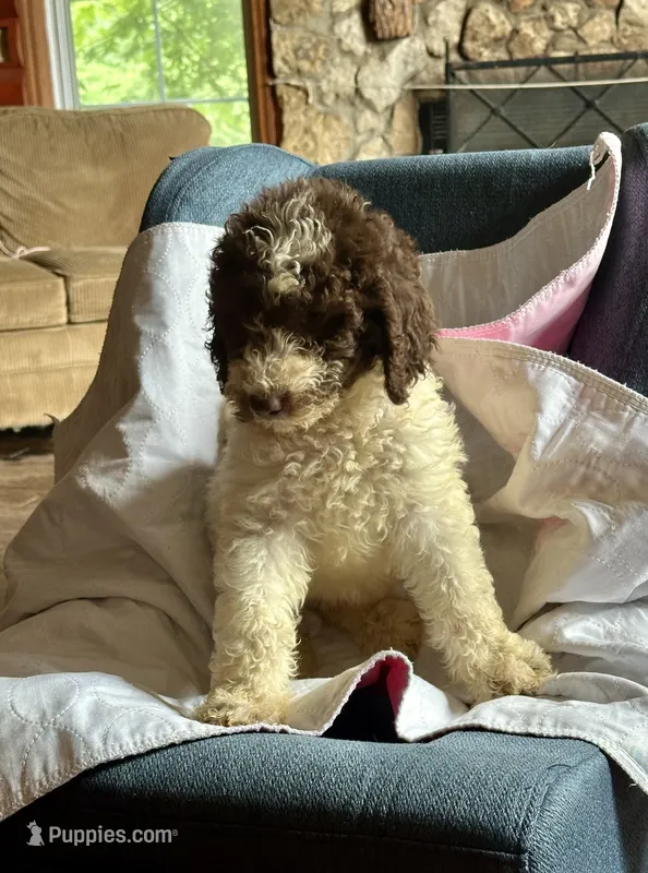 Nathan – Goldendoodle puppy for sale in Glasgow, KY