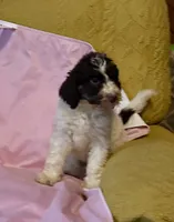 Mary, a female Goldendoodle for sale in Glasgow, KY – 3 of 8