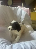 Nathan, a male Goldendoodle for sale in Glasgow, KY – 2 of 6