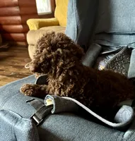 Nome, a male Goldendoodle for sale in Glasgow, KY – 9 of 9