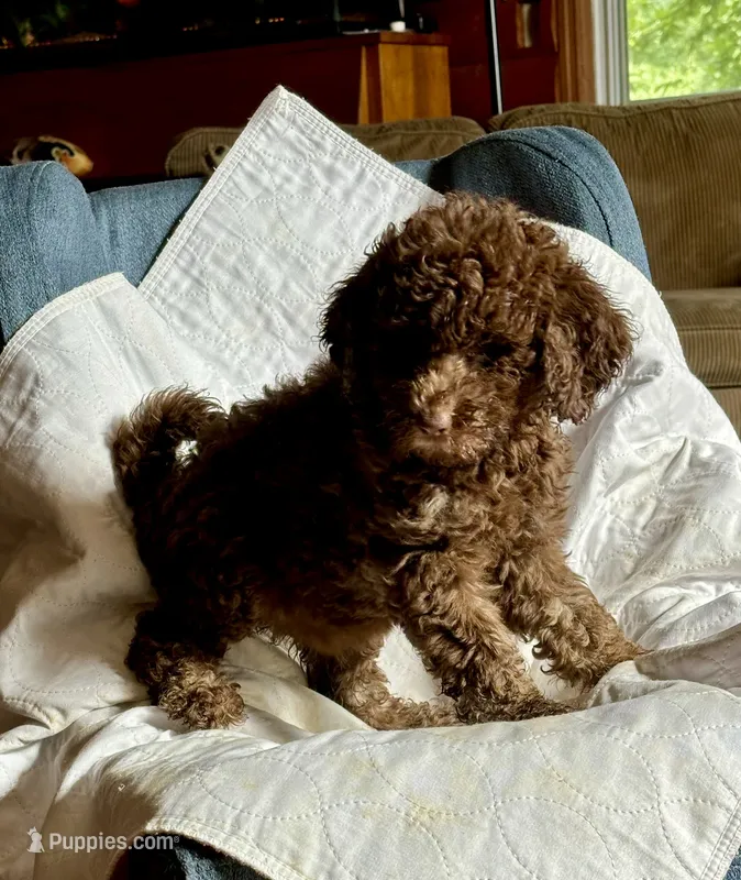 Hazel – Goldendoodle puppy for sale in Glasgow, KY