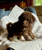 Hazel, a female Goldendoodle for sale in Glasgow, KY – 1 of 7