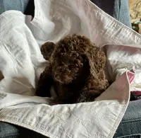 Nome, a male Goldendoodle for sale in Glasgow, KY – 5 of 9