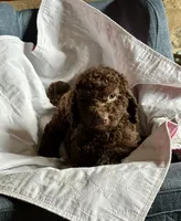 Nome, a male Goldendoodle for sale in Glasgow, KY – 4 of 9