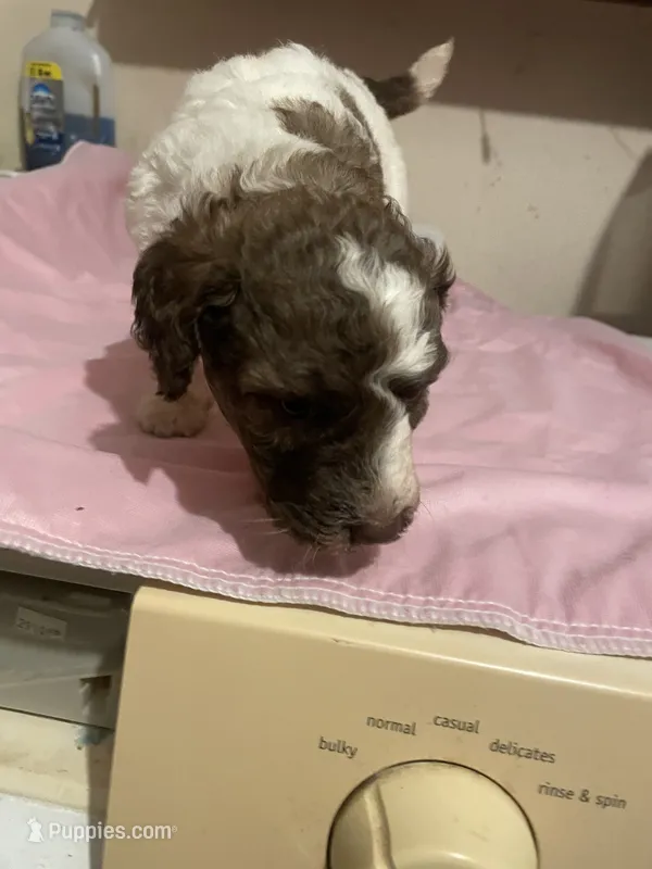 Mary – Goldendoodle puppy for sale in Glasgow, KY