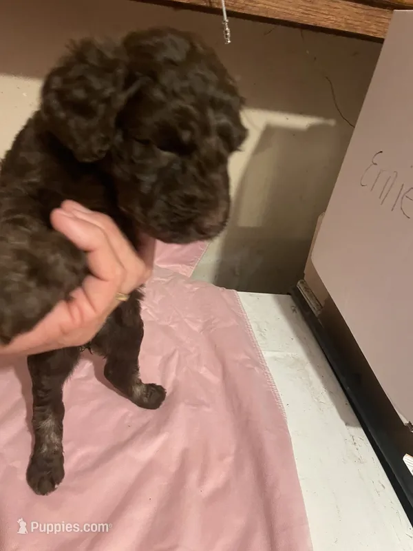 Missy  – Goldendoodle puppy for sale in Glasgow, KY