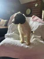 Nancy, a female Goldendoodle for sale in Glasgow, KY – 7 of 10