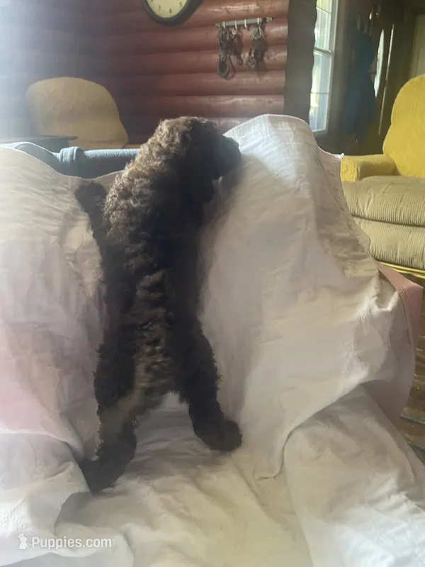 Noah – Goldendoodle puppy for sale in Glasgow, KY