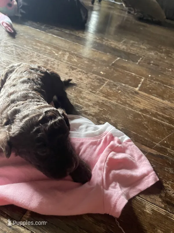Molly – Goldendoodle puppy for sale in Glasgow, KY
