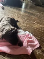 Molly, a female Goldendoodle for sale in Glasgow, KY – 1 of 2