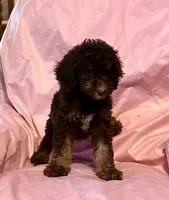 Missy , a female Goldendoodle for sale in Glasgow, KY – 2 of 6