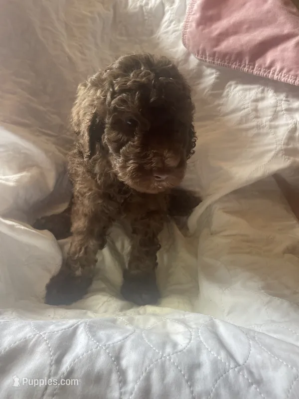 Hazel – Goldendoodle puppy for sale in Glasgow, KY