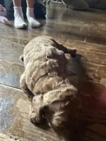 Manny, a male Goldendoodle for sale in Glasgow, KY – 2 of 2