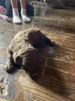 Manny, a male Goldendoodle for sale in Glasgow, KY – 1 of 2