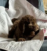 Nome, a male Goldendoodle for sale in Glasgow, KY – 3 of 9