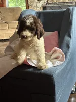 Nathan, a male Goldendoodle for sale in Glasgow, KY – 6 of 10