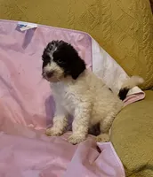 Mary, a female Goldendoodle for sale in Glasgow, KY – 1 of 8