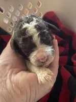 Nathan, a male Goldendoodle for sale in Glasgow, KY – Photo 1 of 2