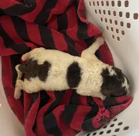 Nathan, a male Goldendoodle for sale in Glasgow, KY – Photo 2 of 2