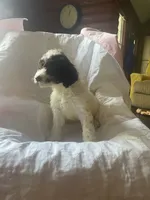 Nathan, a male Goldendoodle for sale in Glasgow, KY – 4 of 6