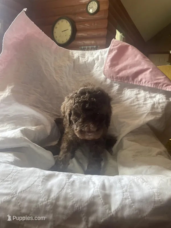 Naome – Goldendoodle puppy for sale in Glasgow, KY